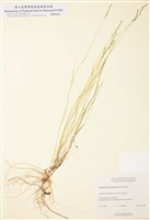 藏品(鋪地亂子草)的圖片